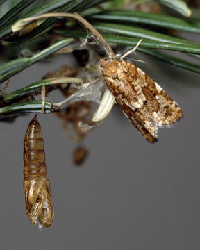 Western Spruce Budworm pupa case & moth